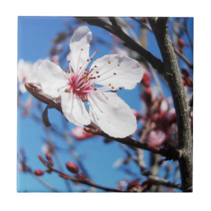 Cherry Blossom 2 Ceramic Tile