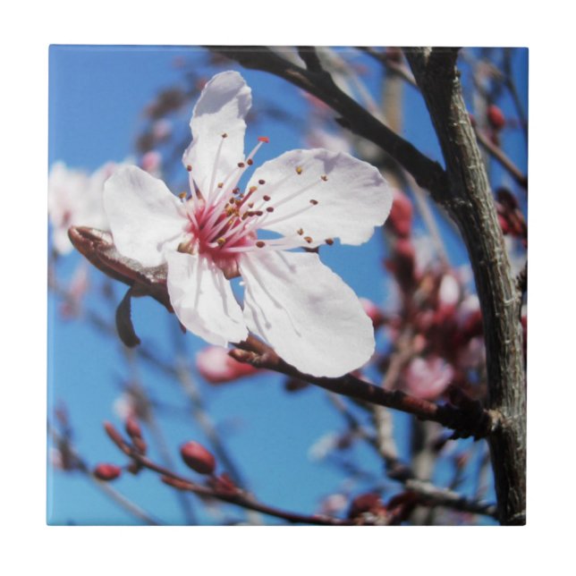 Cherry Blossom 2 Ceramic Tile (Front)