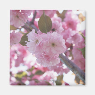 Cherry Blossom 4 Magnet