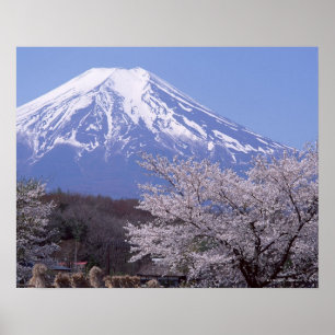 Cherry Blossom and Mt. Fuji Poster