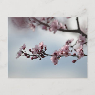 Cherry Blossom and Sky Postcard