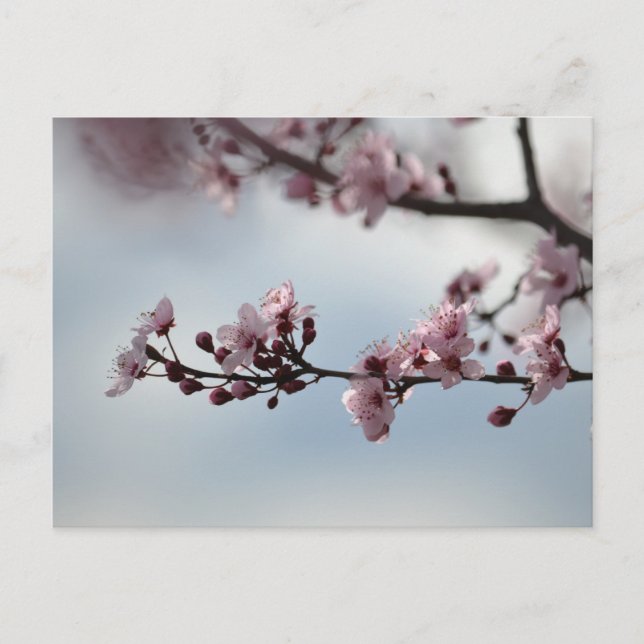 Cherry Blossom and Sky Postcard (Front)