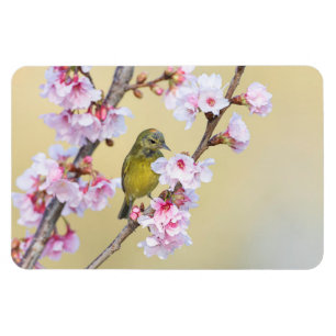 Cherry Blossom and Warbler Magnet