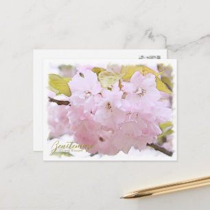 Cherry Blossom "Benitemari" ポストカード Postcard