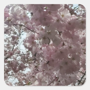 Cherry Blossom Bloom Square Sticker