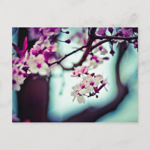 Cherry Blossom Branch Postcard