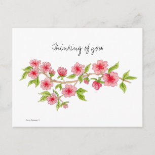 Cherry Blossom branch Postcard
