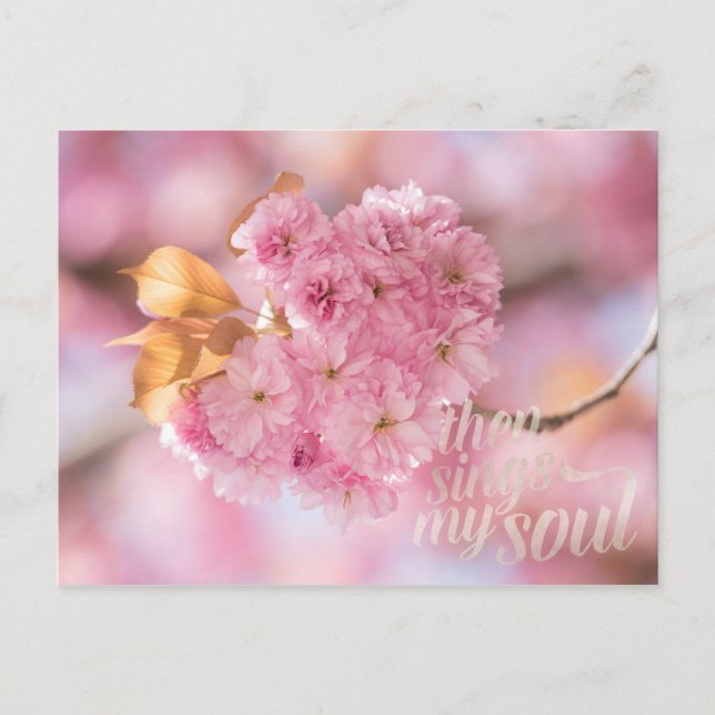 Cherry Blossom Branch Spring Text Postcard (Front)