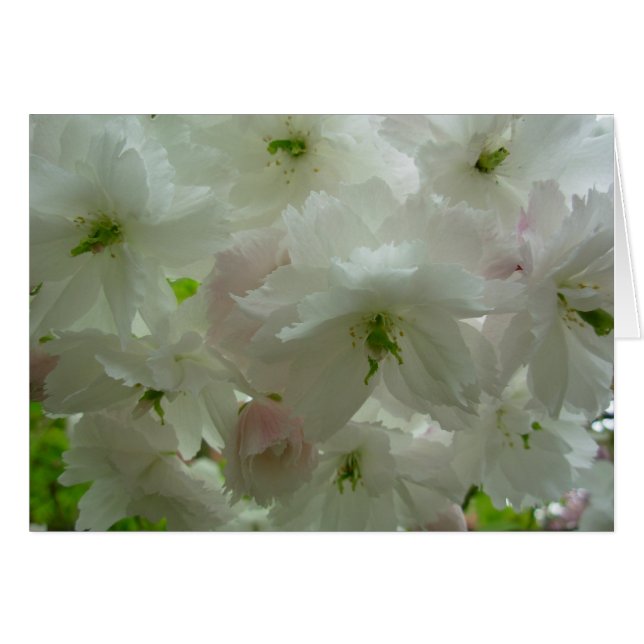 Cherry Blossom Card White Blossom Card Personalise (Front Horizontal)