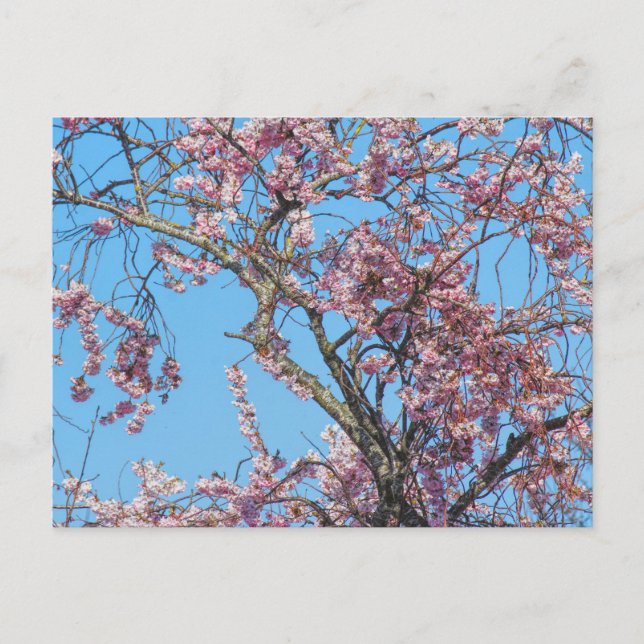 Cherry Blossom. Cardiff, Wales Postcard (Front)