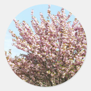Cherry Blossom Classic Round Sticker