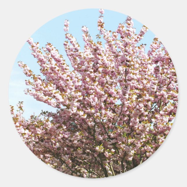 Cherry Blossom Classic Round Sticker (Front)