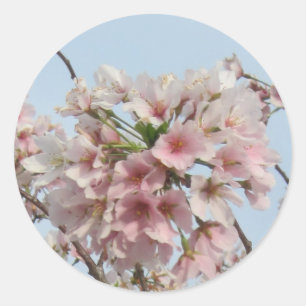 Cherry Blossom Classic Round Sticker