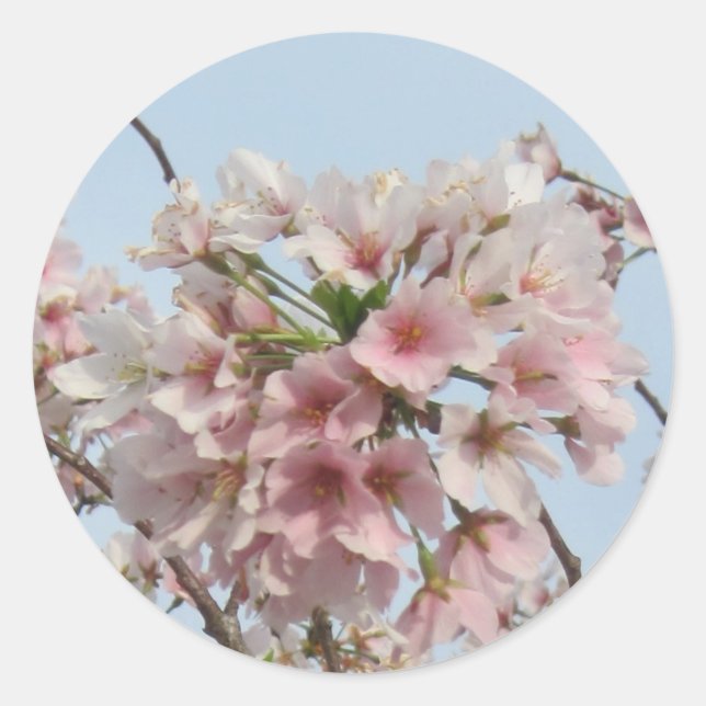 Cherry Blossom Classic Round Sticker (Front)