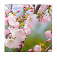 Cherry Blossom Close Up