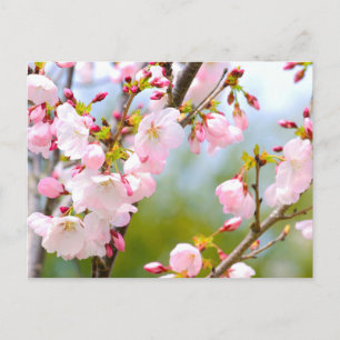 Cherry Blossom Close Up Postcard
