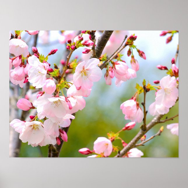 Cherry Blossom Close Up Poster (Front)
