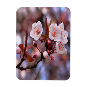 Cherry Blossom Cluster With A Pink and Blue Magnet