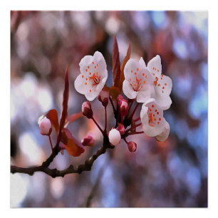 Cherry Blossom Cluster With A Pink and Blue Poster