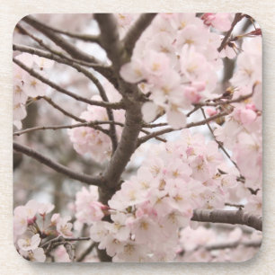 Cherry Blossom Coaster