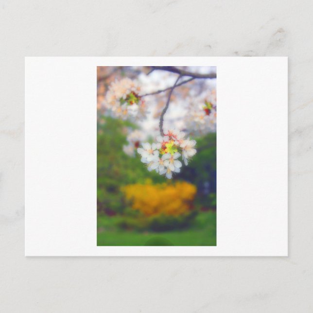 Cherry Blossom Fantasy Postcard (Front)