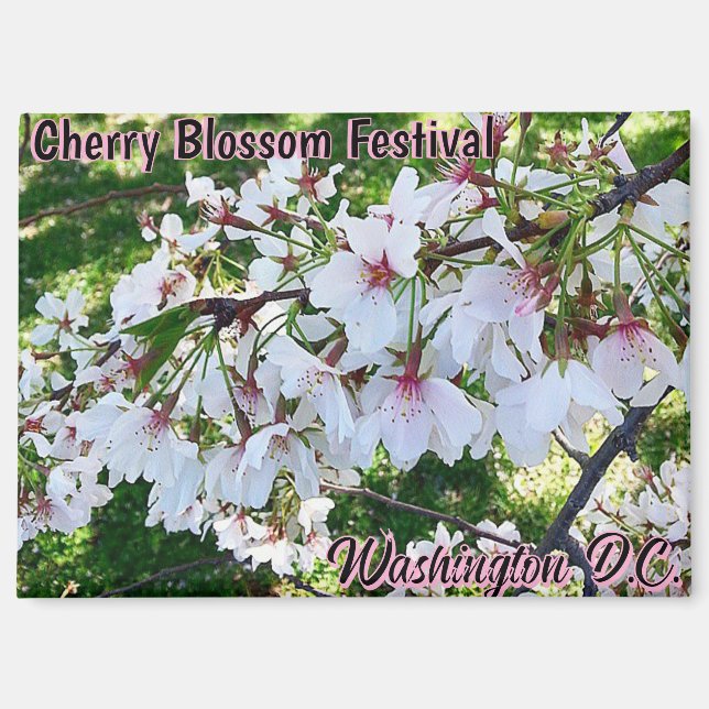 Cherry Blossom Festival Washington D.C. Magnet (Front)