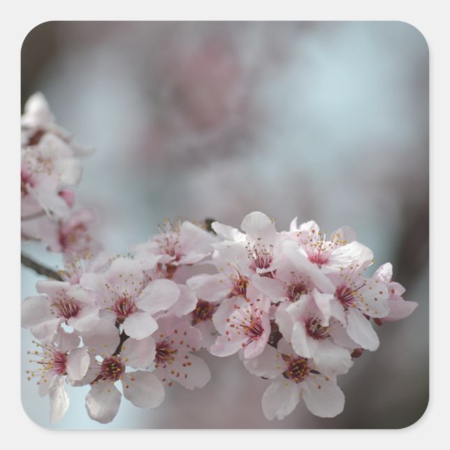 Cherry Blossom Floral Square Sticker (Front)
