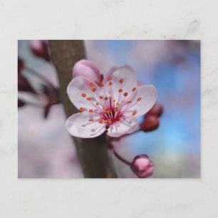 Cherry Blossom Flower Postcard