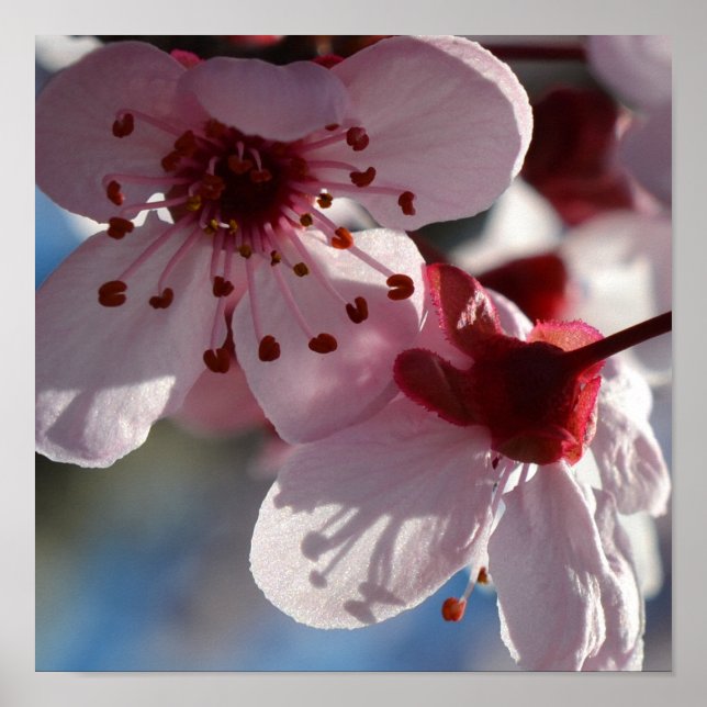 Cherry Blossom Flowers macro photography Poster (Front)
