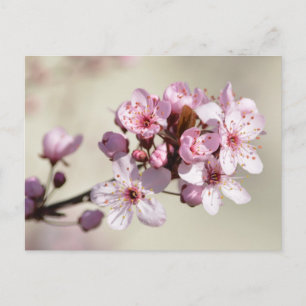 Cherry Blossom Flowers Postcard