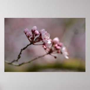 Cherry Blossom Flowers Poster