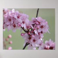 Cherry Blossom Flowers