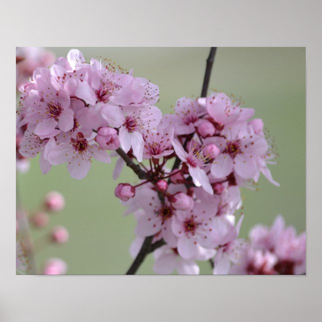 Cherry Blossom Flowers Poster (Front)