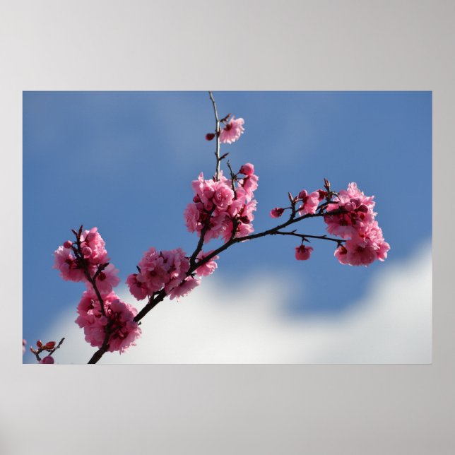 Cherry Blossom Flowers Poster (Front)