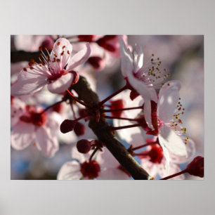 Cherry Blossom Flowers Poster