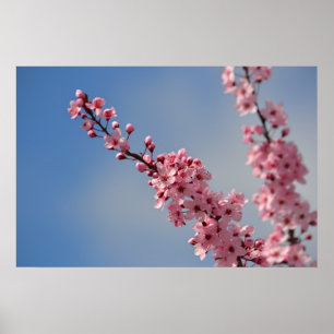 Cherry Blossom Flowers Poster
