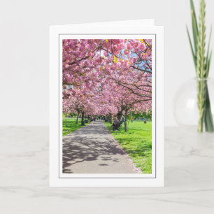 Cherry blossom greeting card