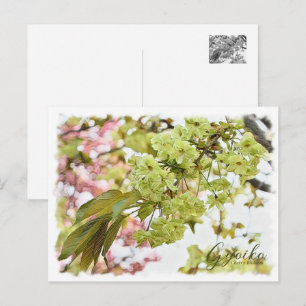 Cherry Blossom "Gyoiko" Postcard