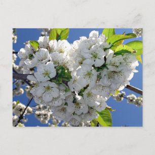 Cherry blossom heart postcard