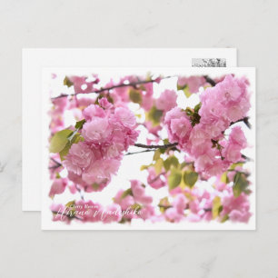 Cherry Blossom "Hirano-nadeshiko" Postcard