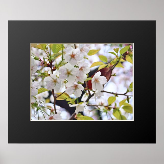 Cherry Blossom: Hotate Poster (Front)