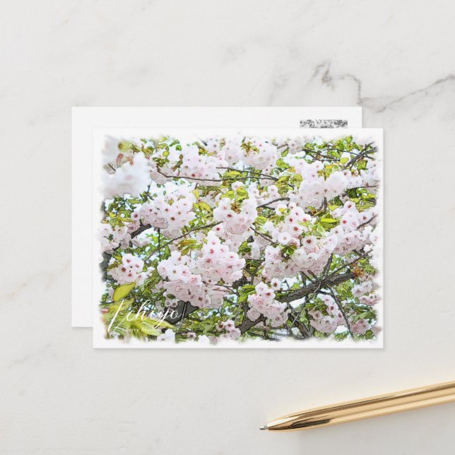 Cherry Blossom "Ichiyo" Postcard (Front/Back In Situ)