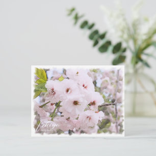 Cherry Blossom "Ichiyo" Postcard