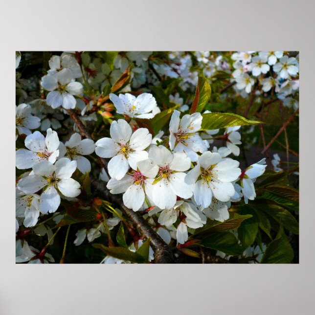 Cherry Blossom II Poster (Front)