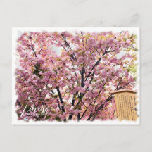 Cherry Blossom "Imose" ポストカード