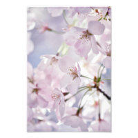 Cherry Blossom in Light Pink and Blue