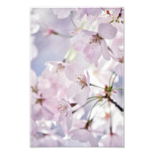 Cherry Blossom in Light Pink and Blue