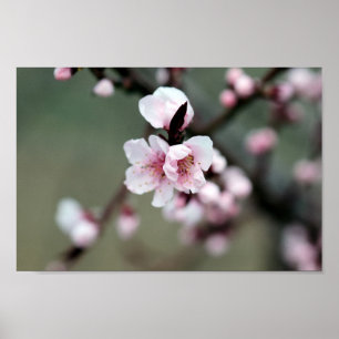 Cherry Blossom in Spring Poster
