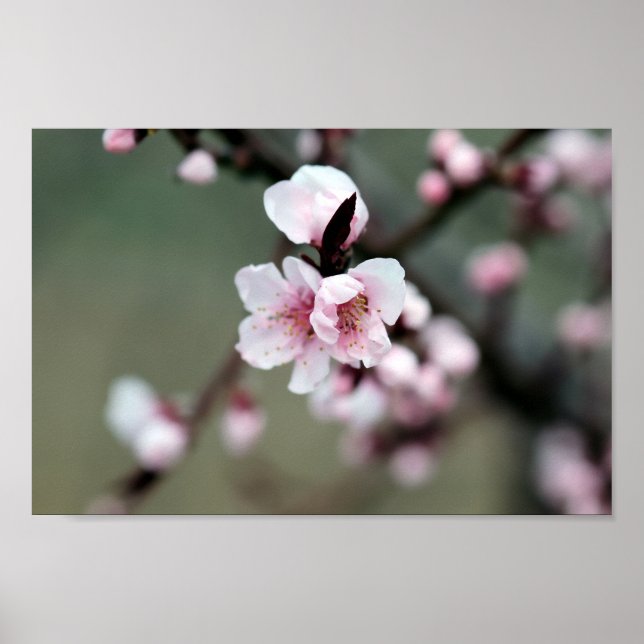 Cherry Blossom in Spring Poster (Front)