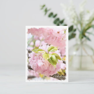 Cherry Blossom "Itokukuri" ポストカード Postcard